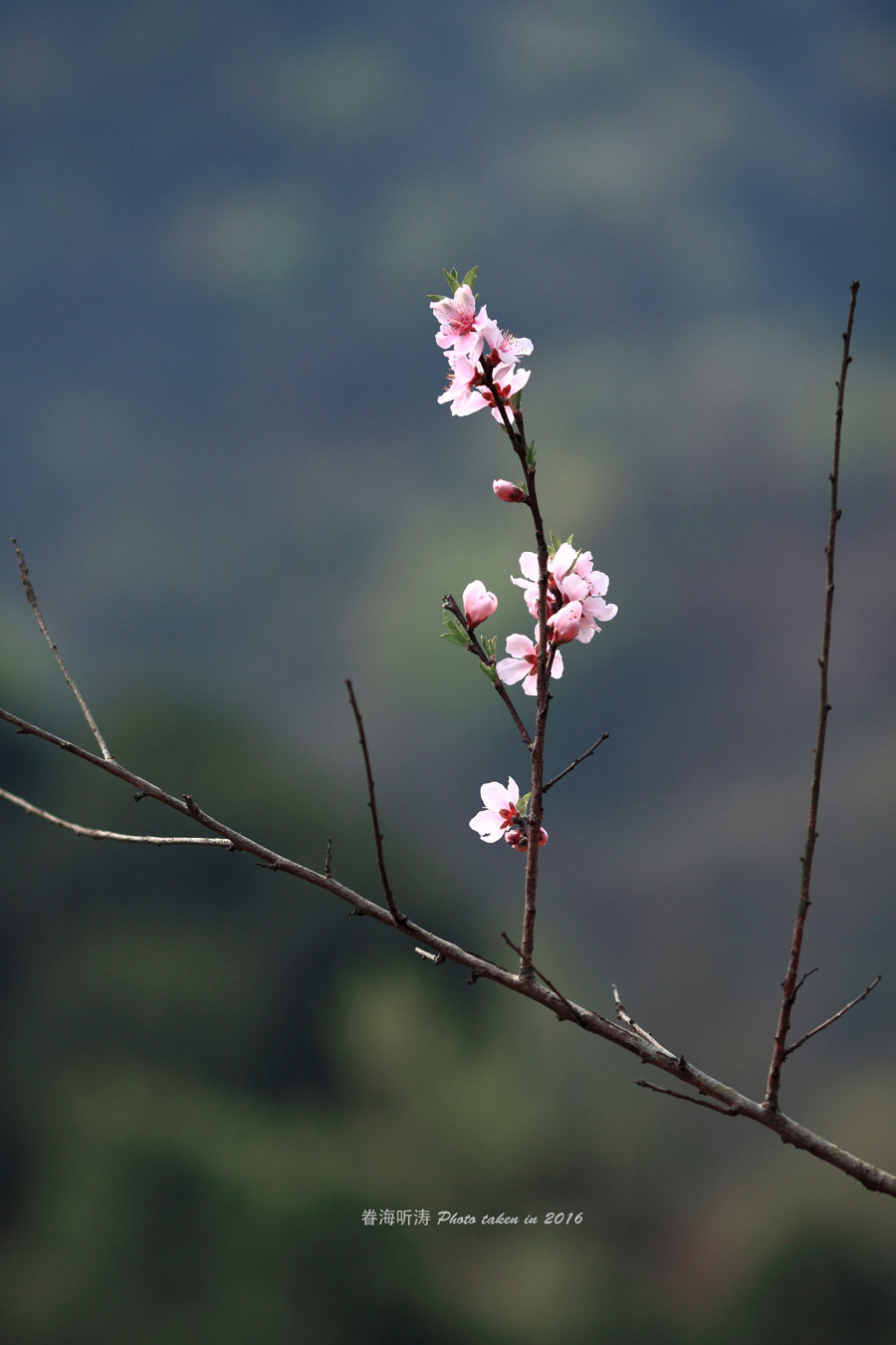 阳春三月