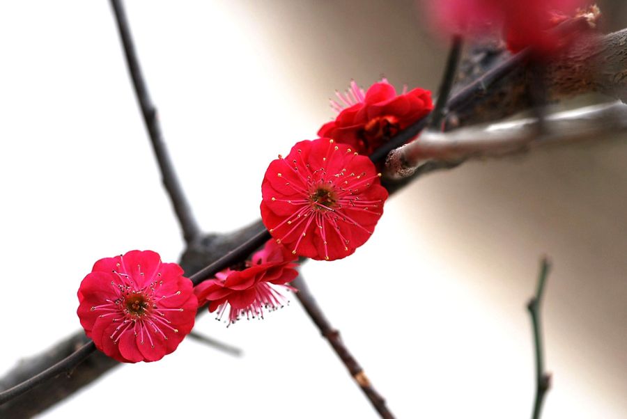 红梅