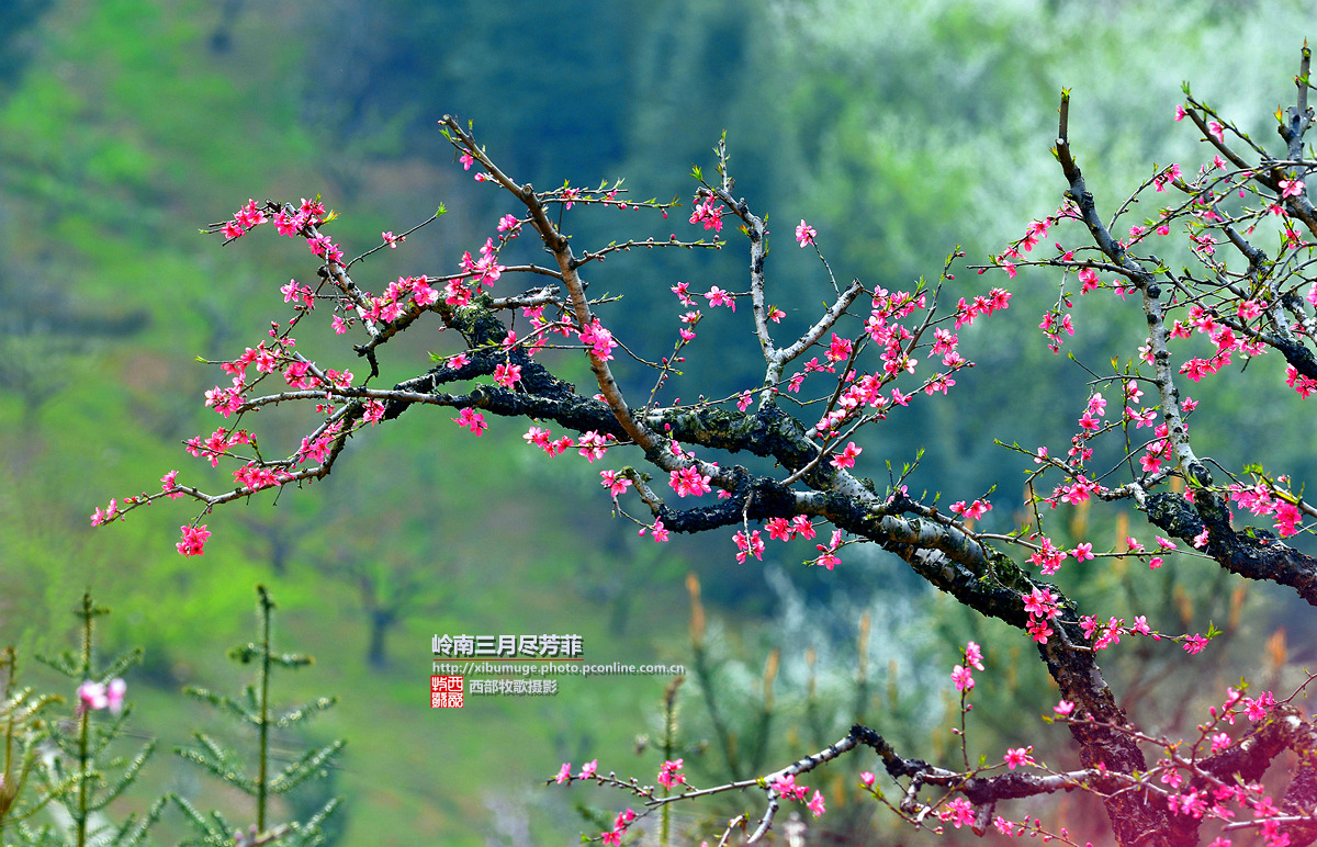 岭南三月尽芳菲