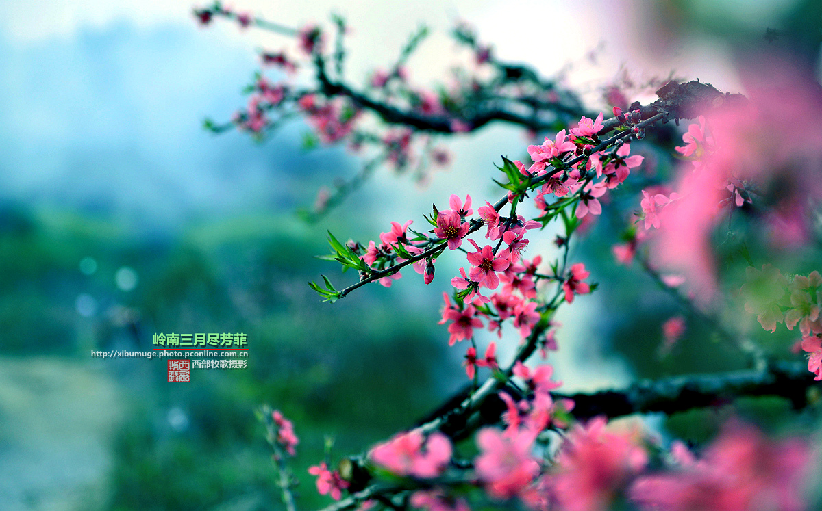 岭南三月尽芳菲