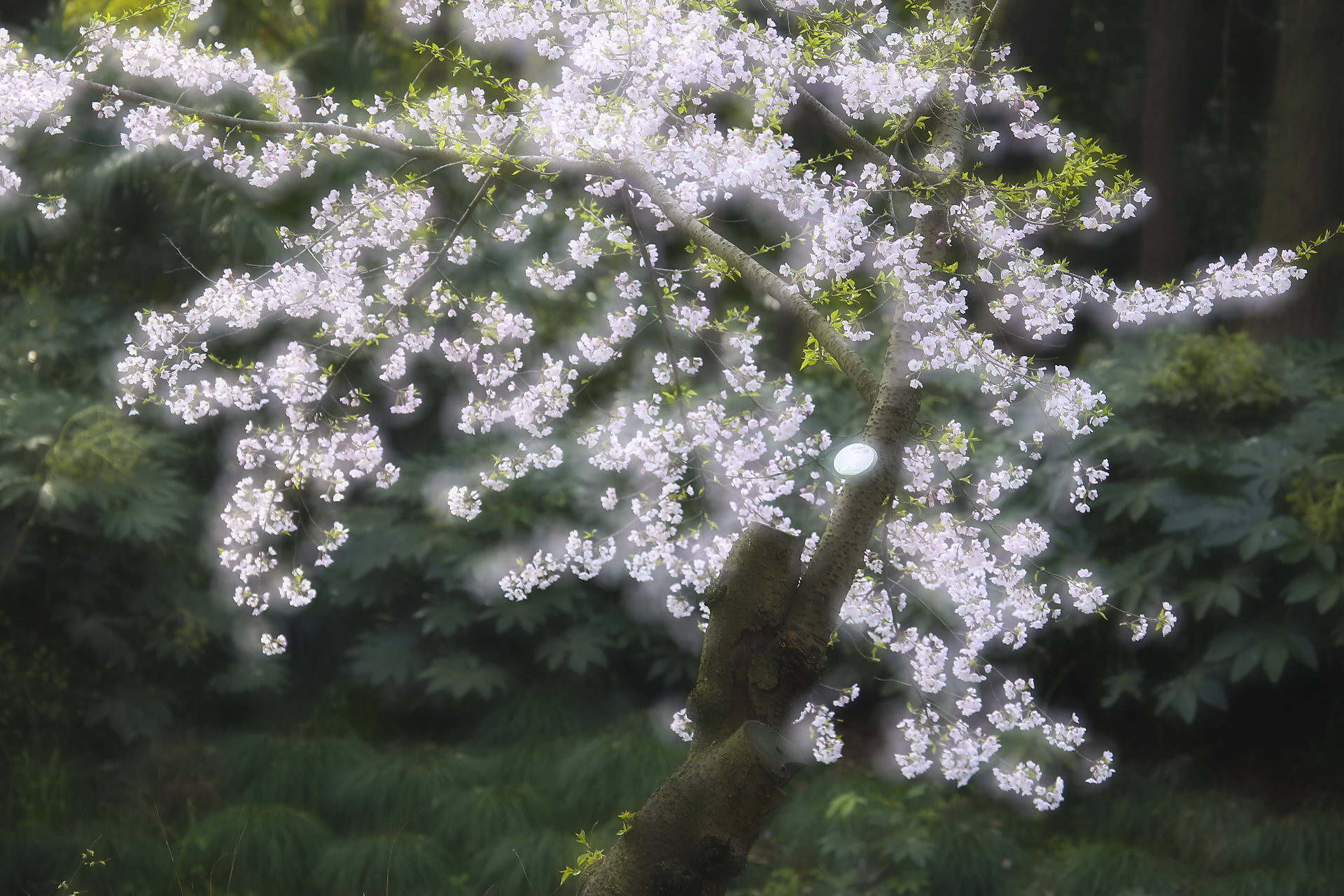 上海植物园樱花