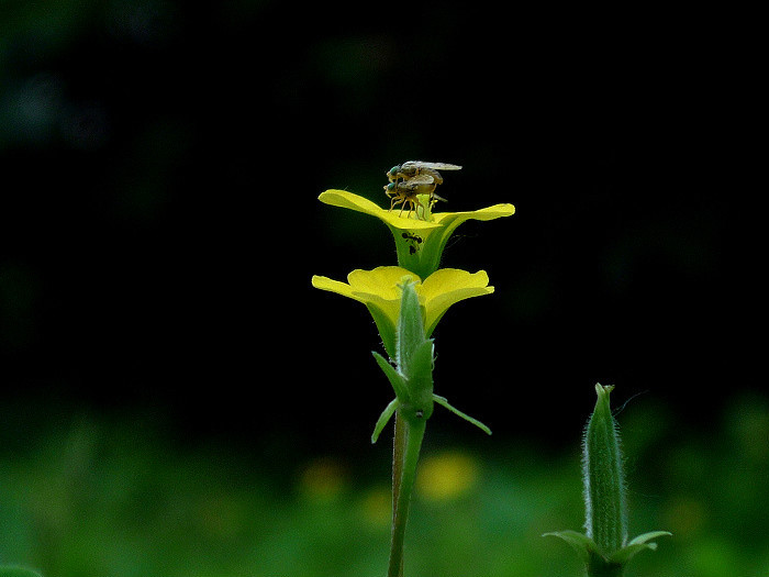 花草小片