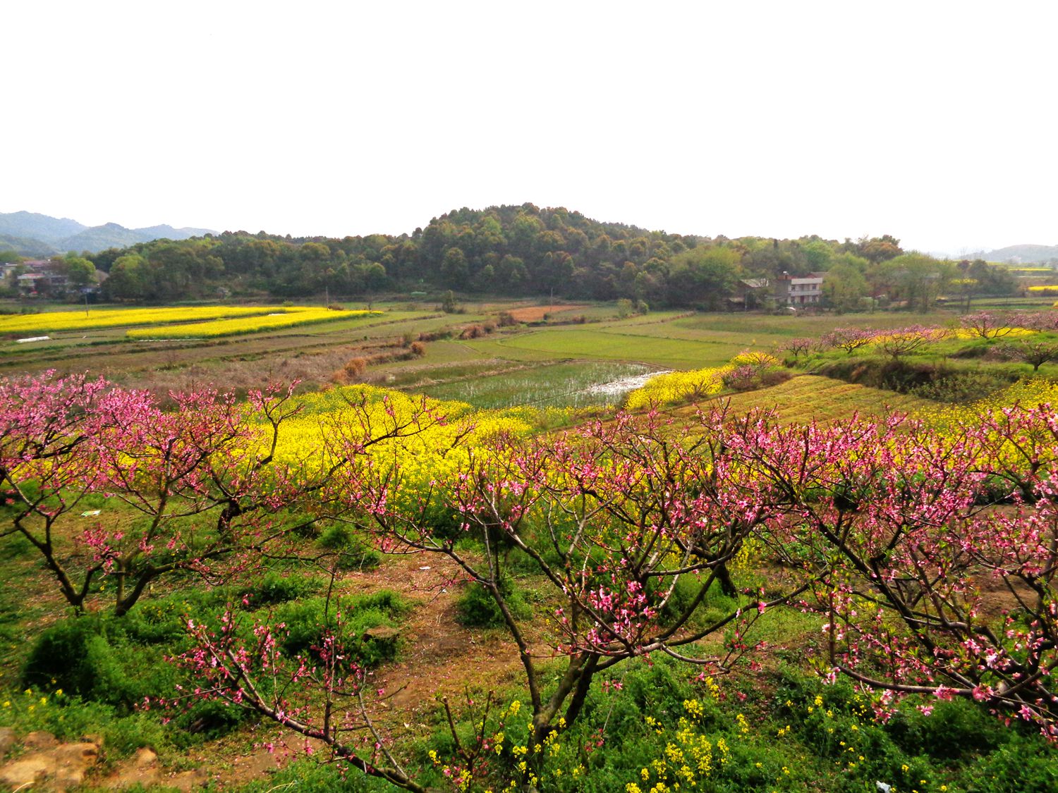 陈家边桃花谷