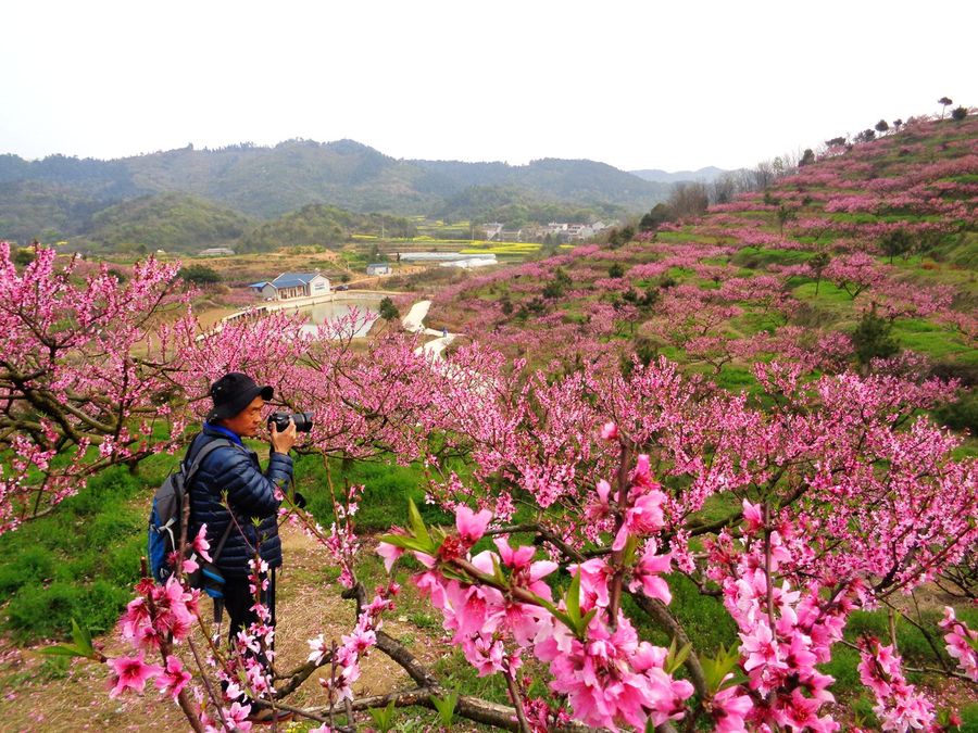 陈家边桃花谷