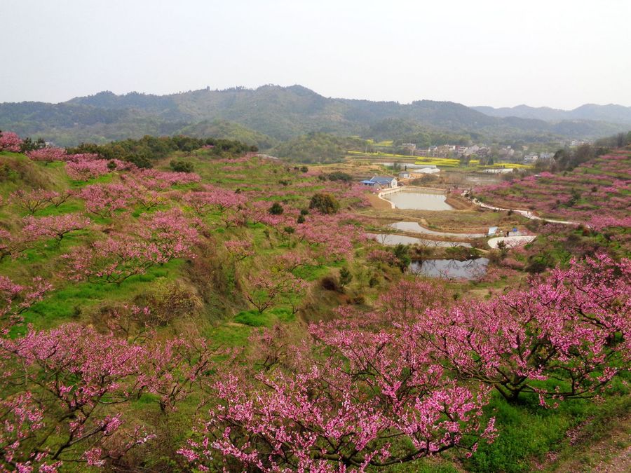 陈家边桃花谷