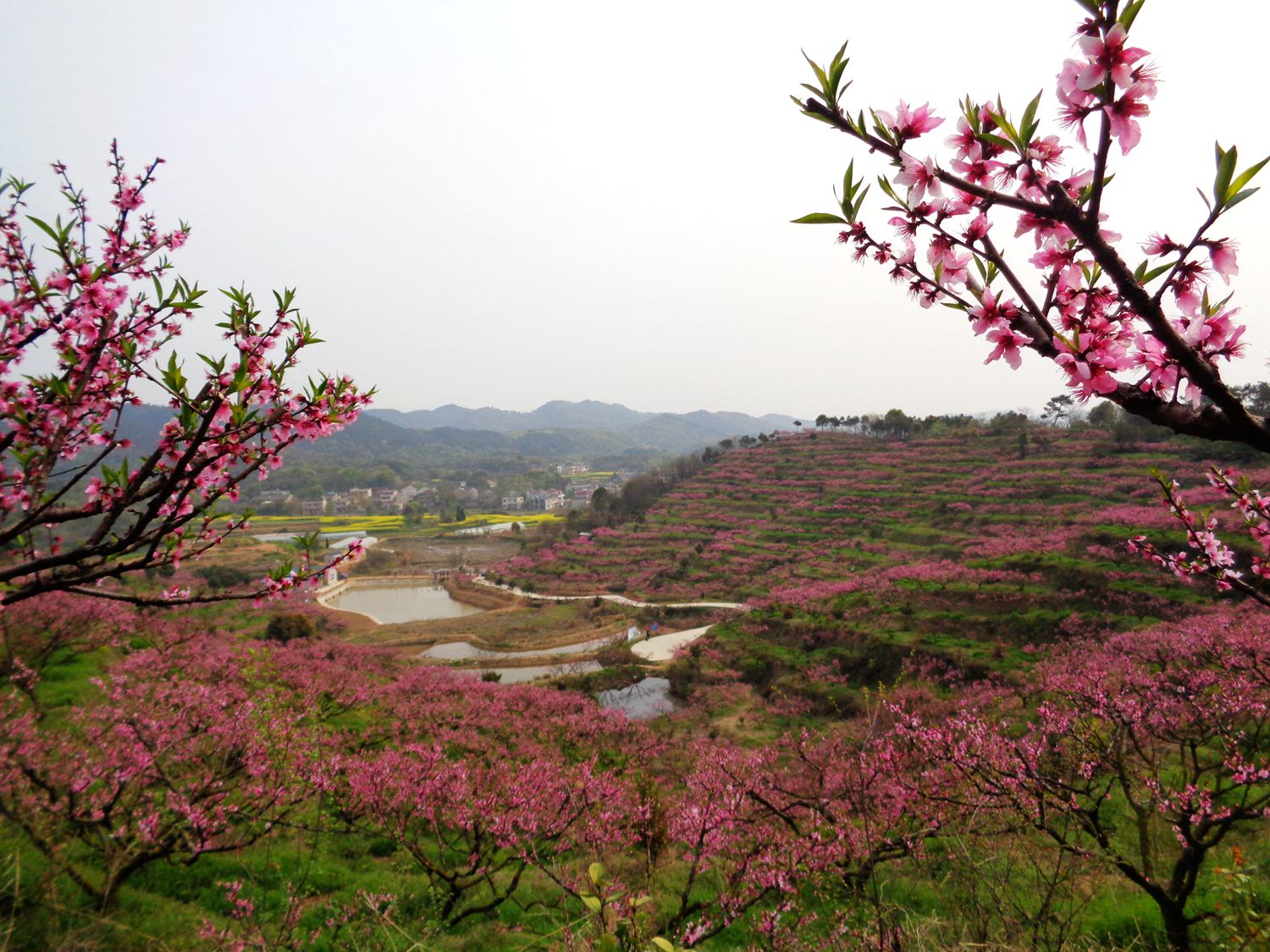 陈家边桃花谷