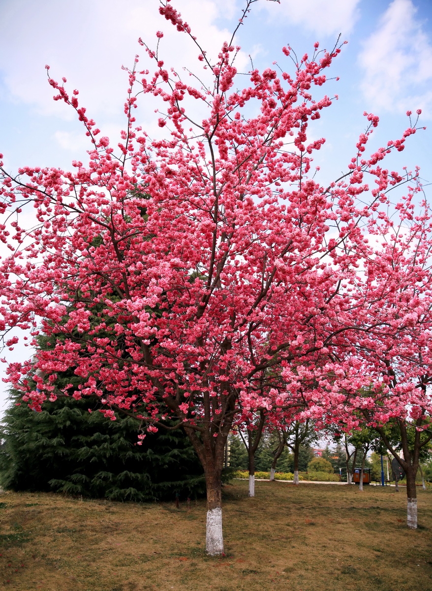 樱花