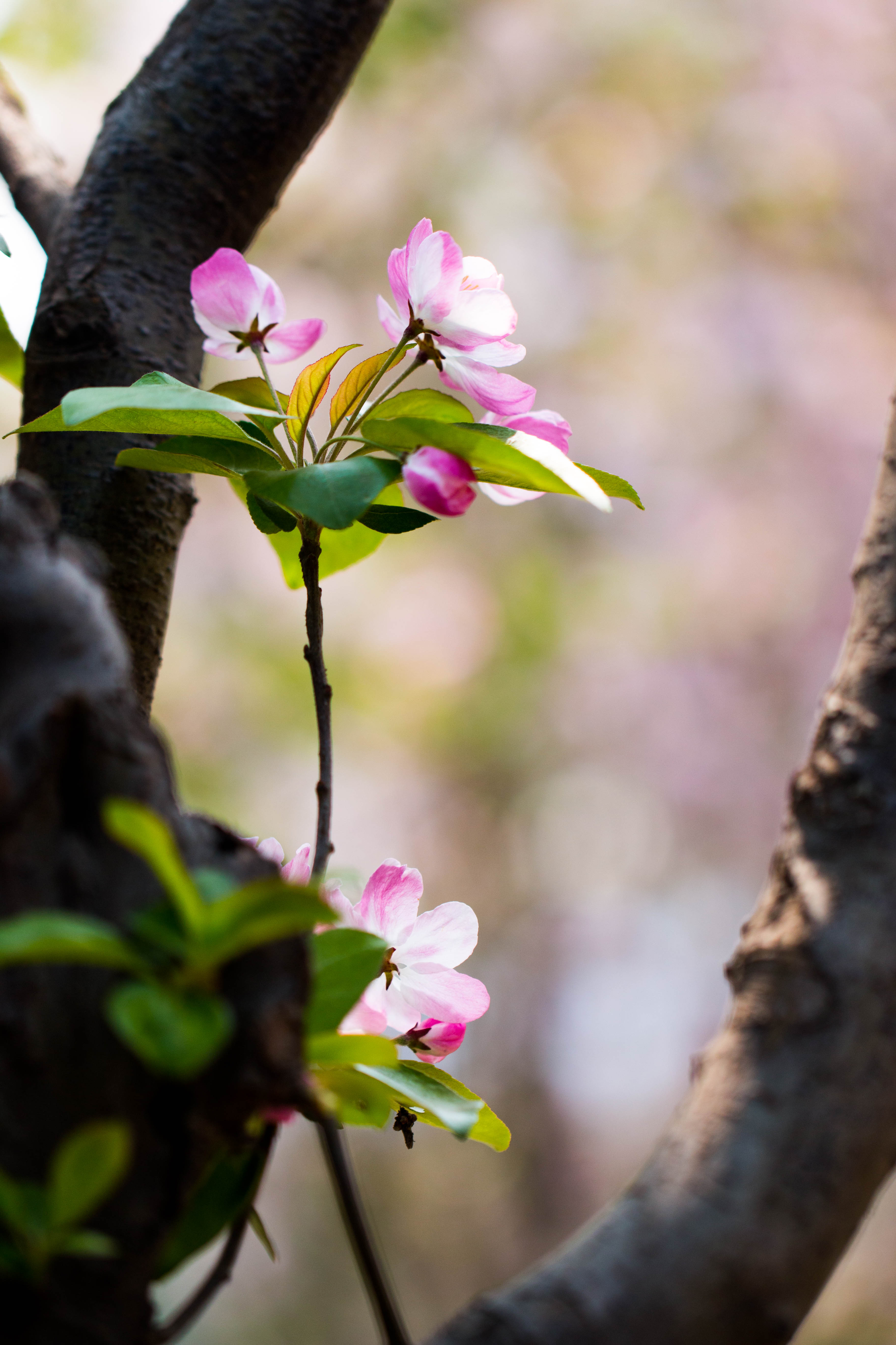 春花烂漫