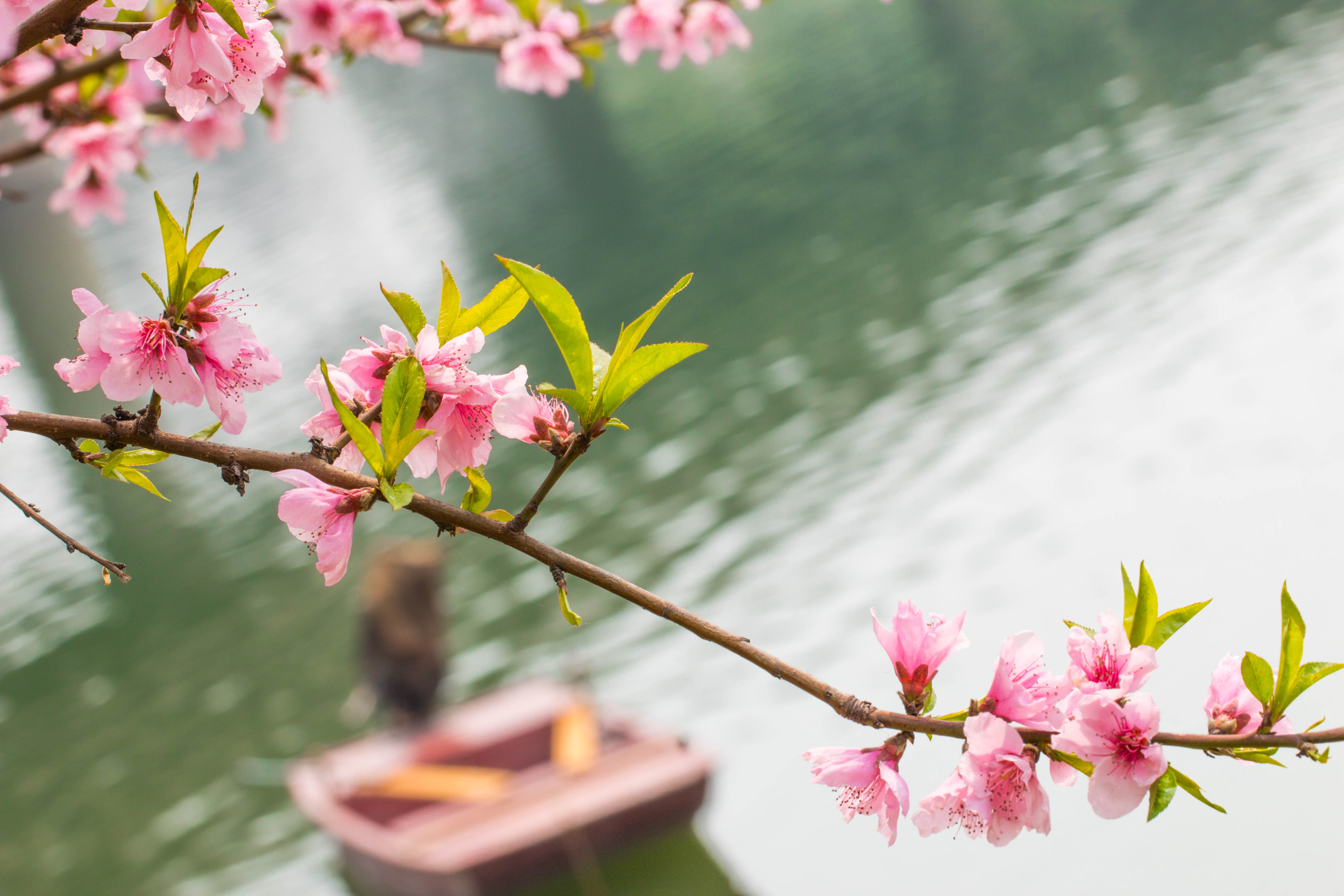 春花烂漫