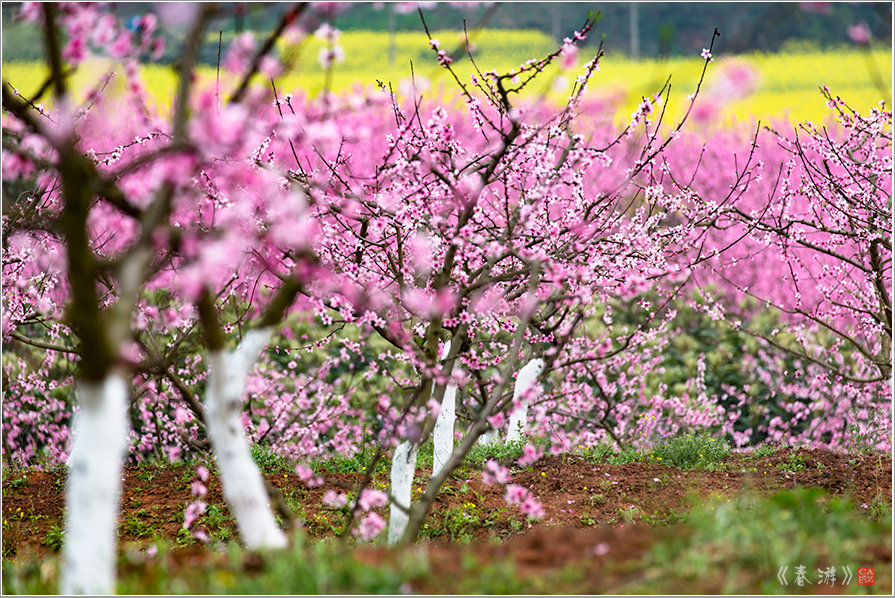 《遇见桃花源》