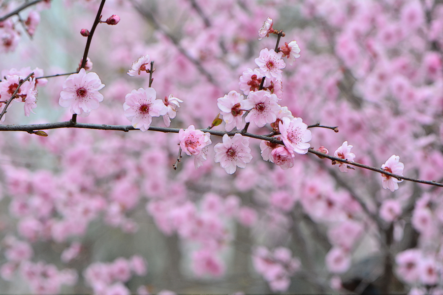 三月花开