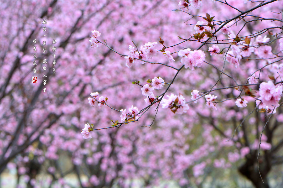 三月花开