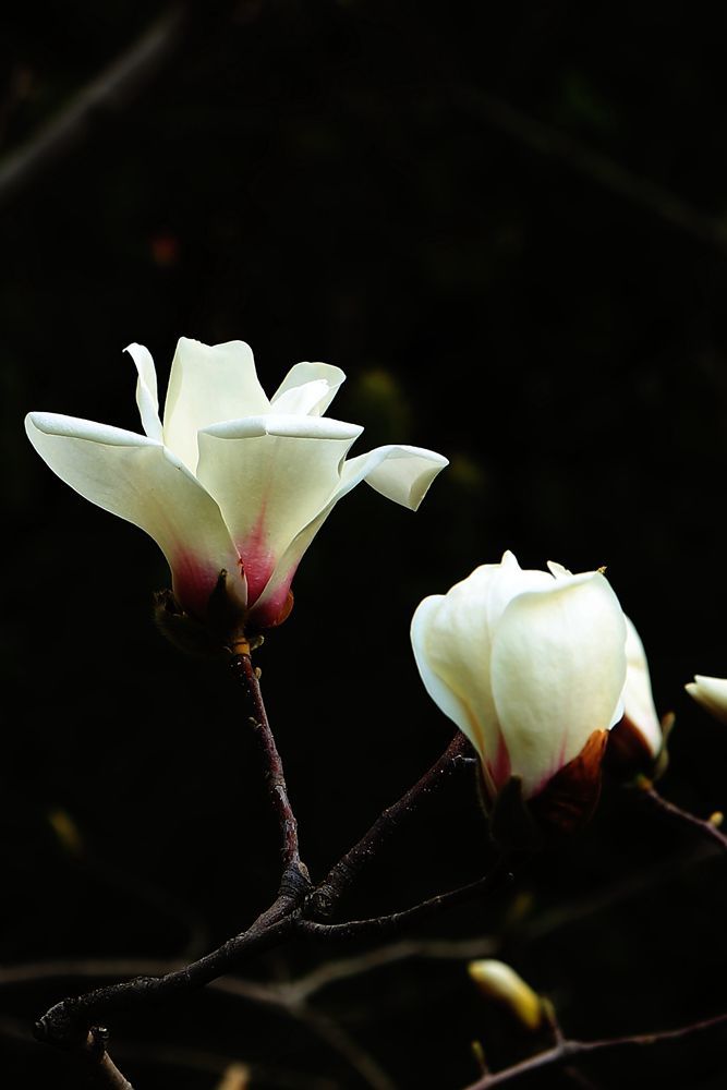 【花卉摄影图片】生态摄影_太平洋电脑网摄影部落