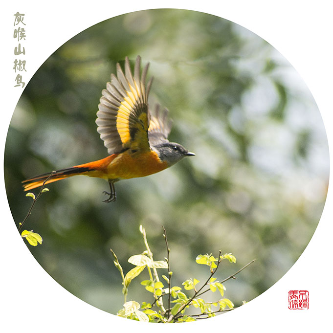 灰喉山椒鸟