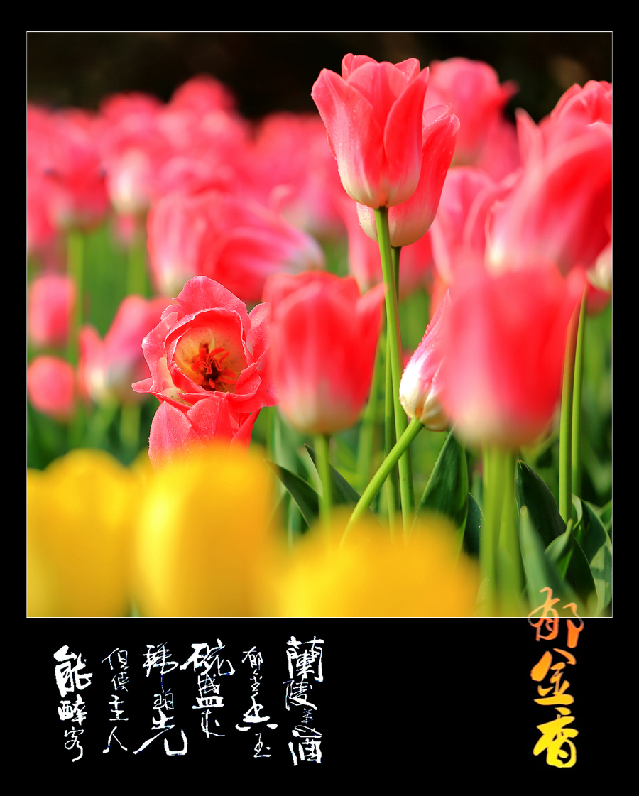 兰陵美酒郁金香 (共16p)