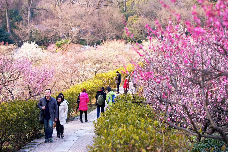 2016年2月-南京梅花山