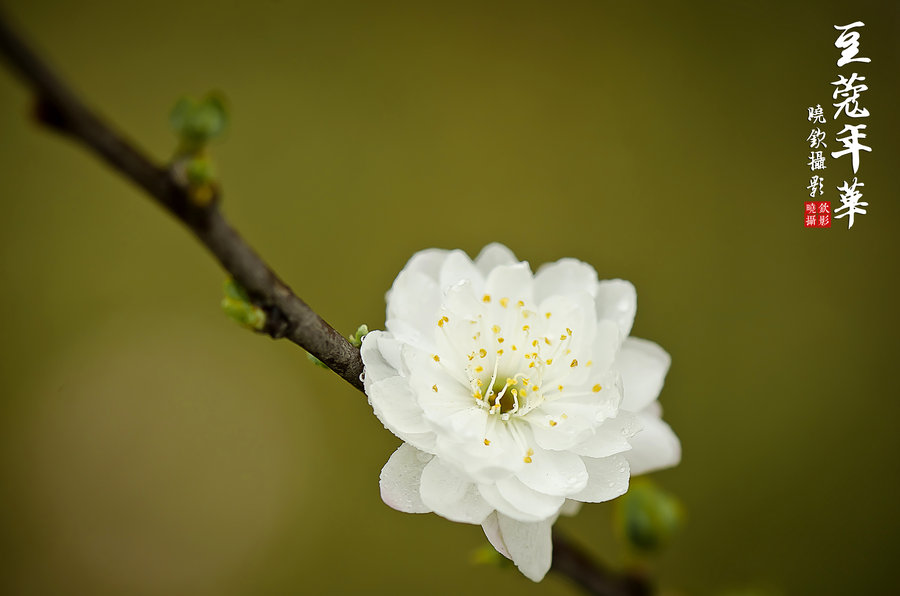 花卉《豆蔻年华》