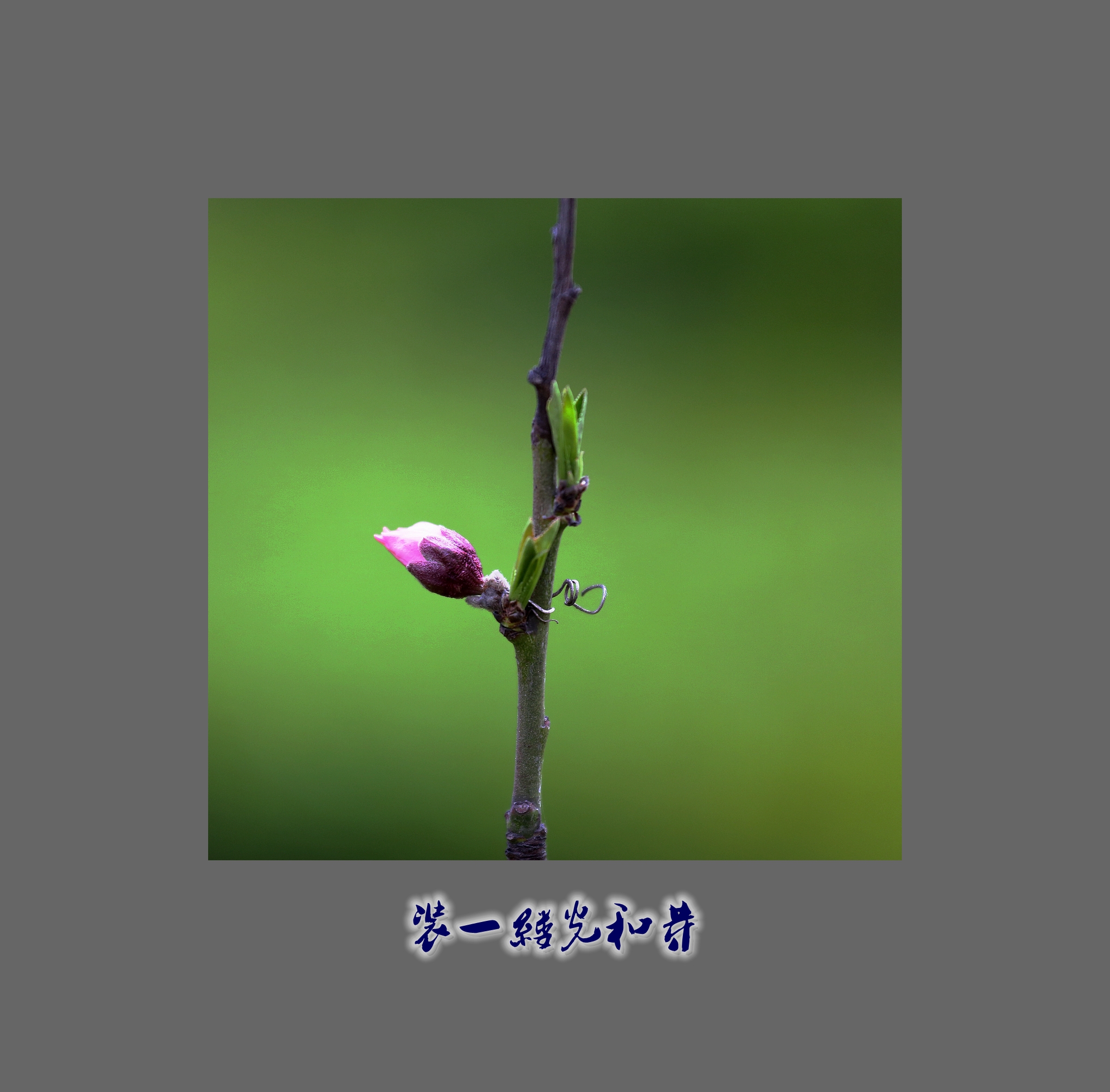 春天装一缕光和芽(蕾)