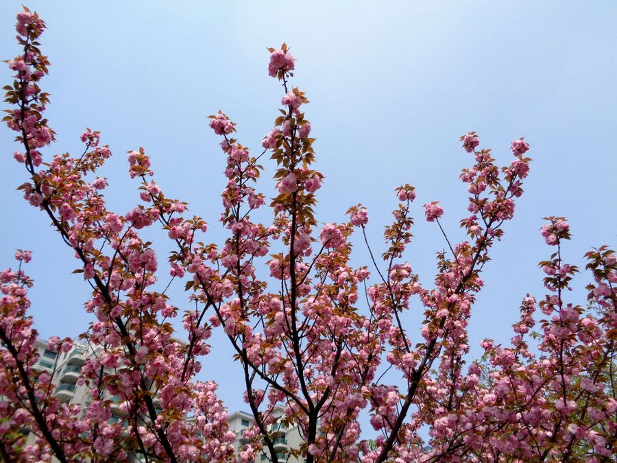 重瓣樱花