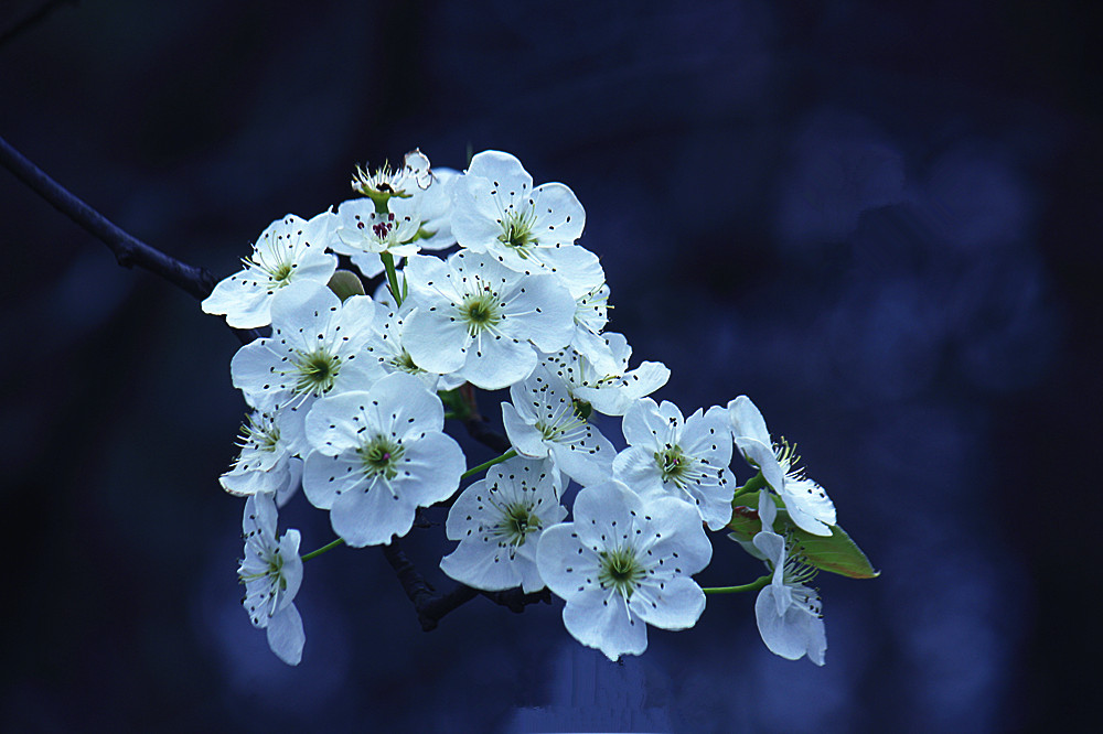 梨花一枝春带雨