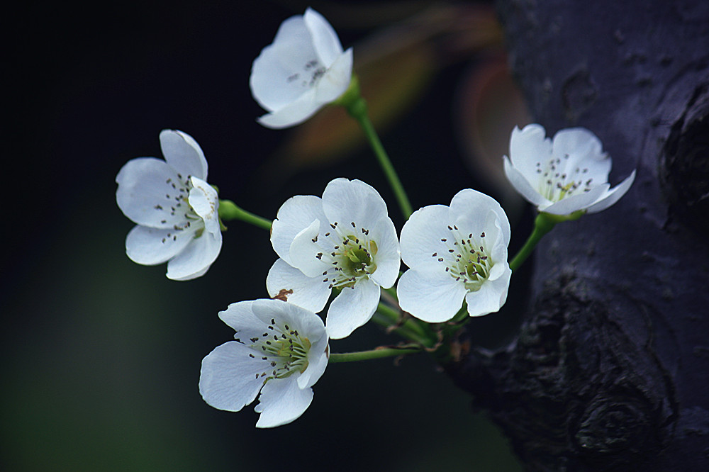 梨花一枝春带雨