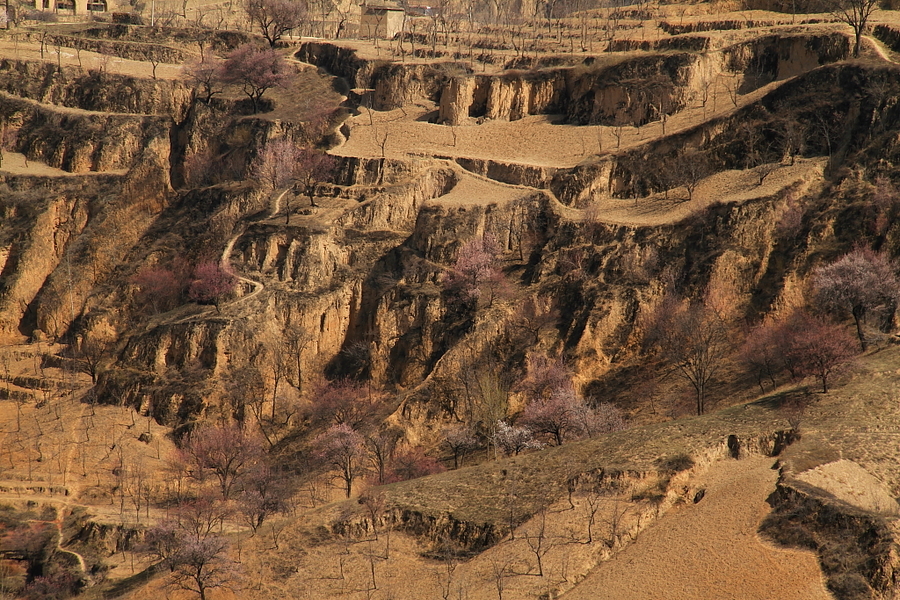 黄土地杏花湾