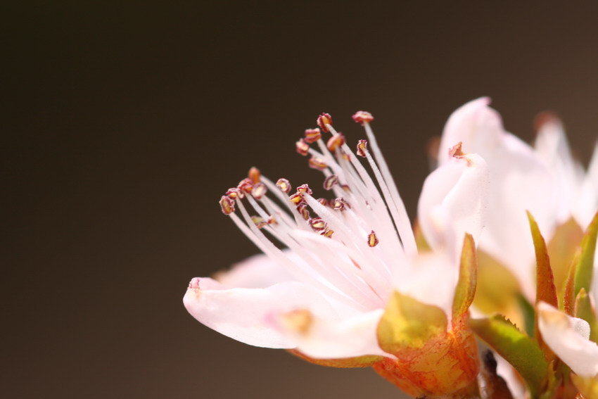 花蕊