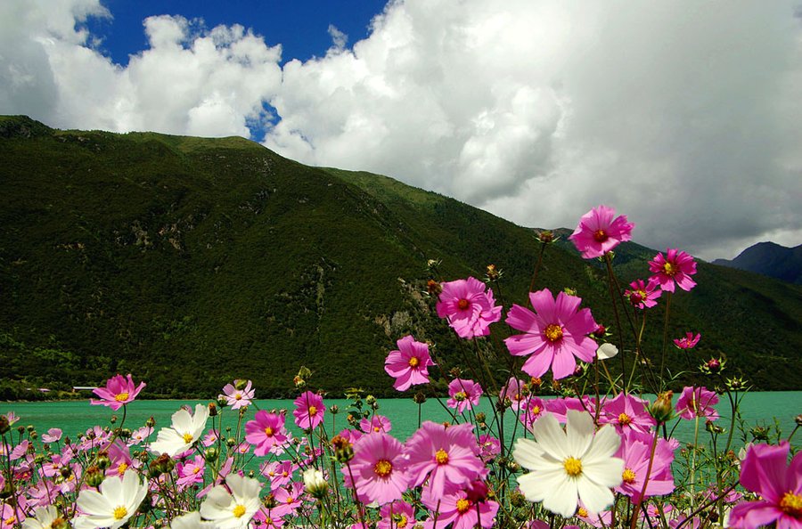 【花开花落 藏地格桑花摄影图片】西藏林芝巴松措生态摄影_太平洋