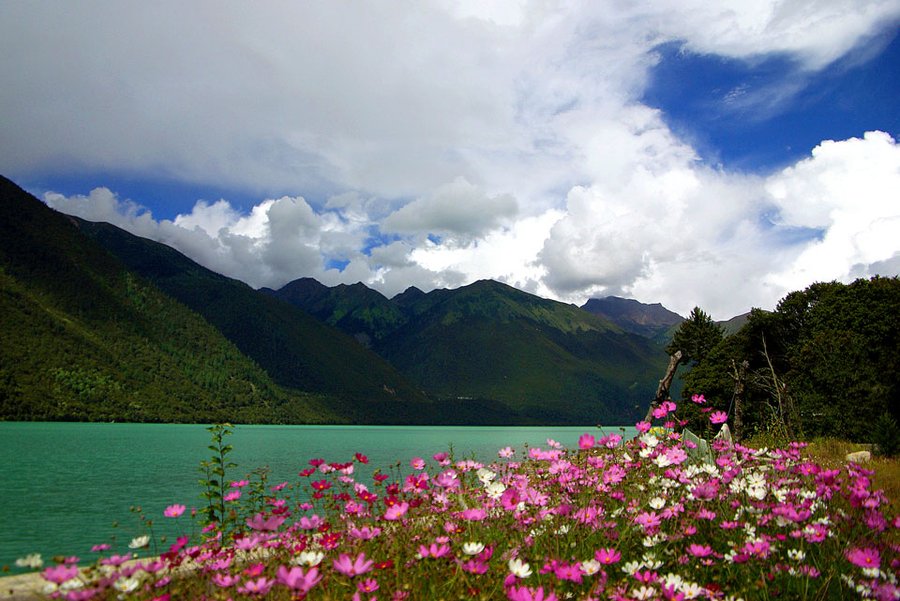 花开花落藏地格桑花