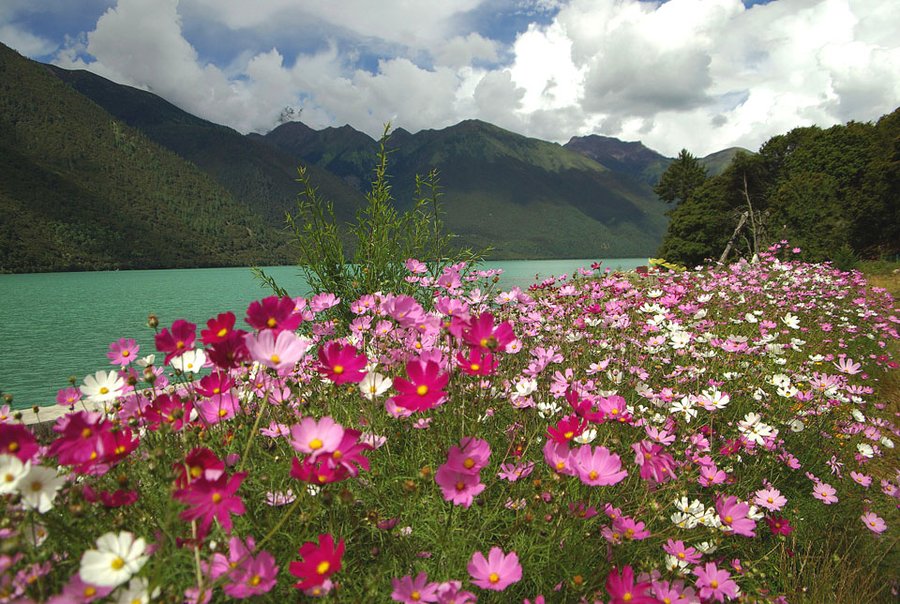 【花开花落 藏地格桑花摄影图片】西藏林芝巴松措生态摄影_太平洋