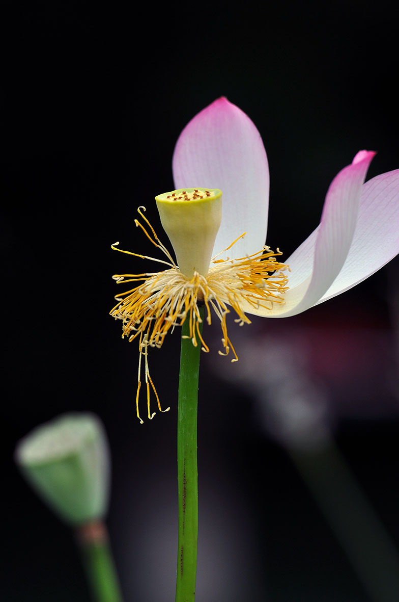 花开花落