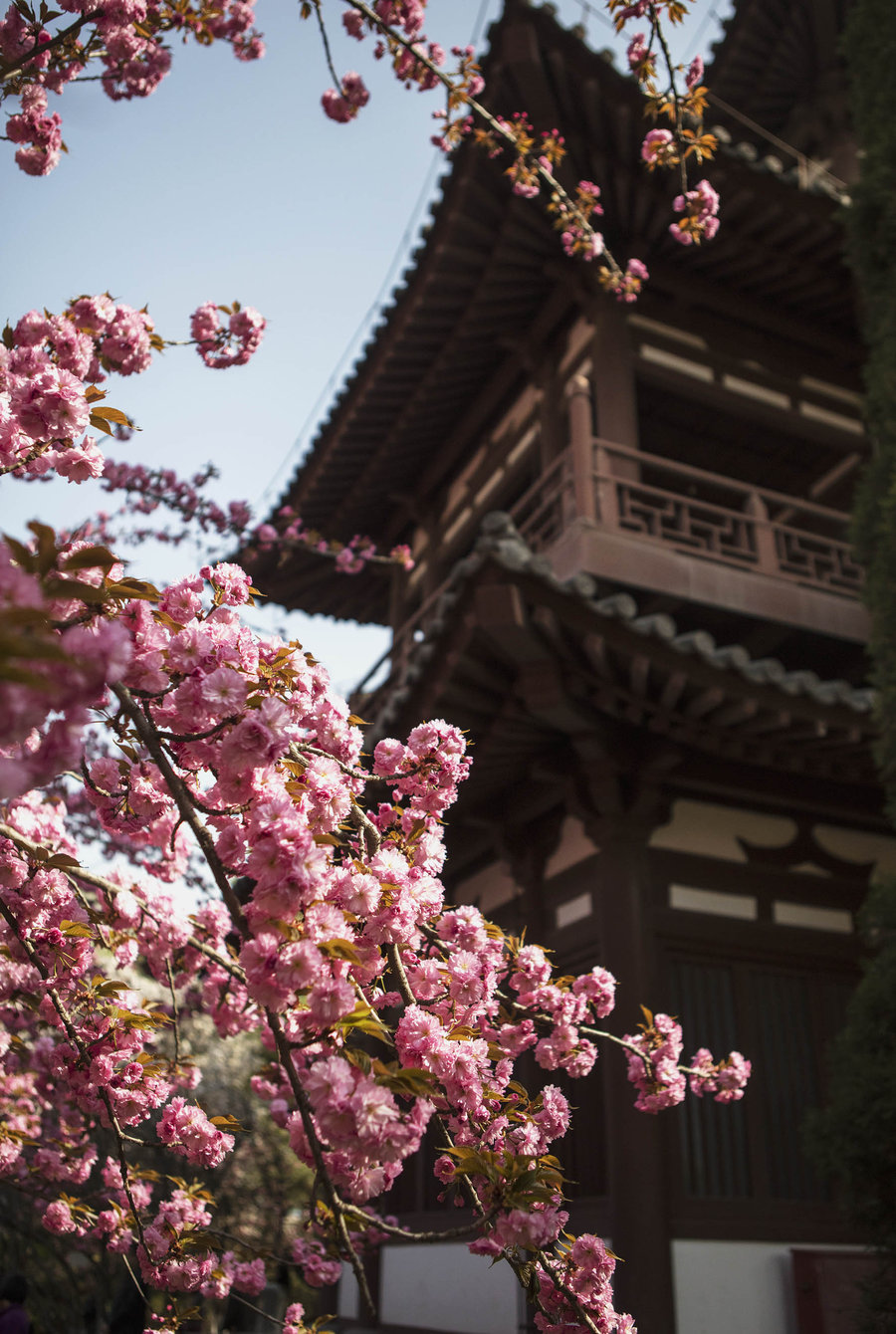 青龙寺樱花