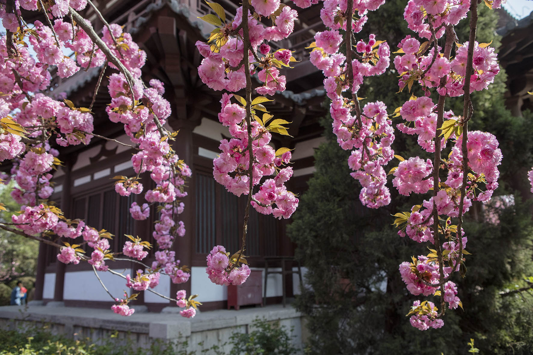 青龙寺樱花