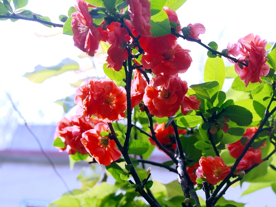 春暖花开五彩缤纷 (17/23)