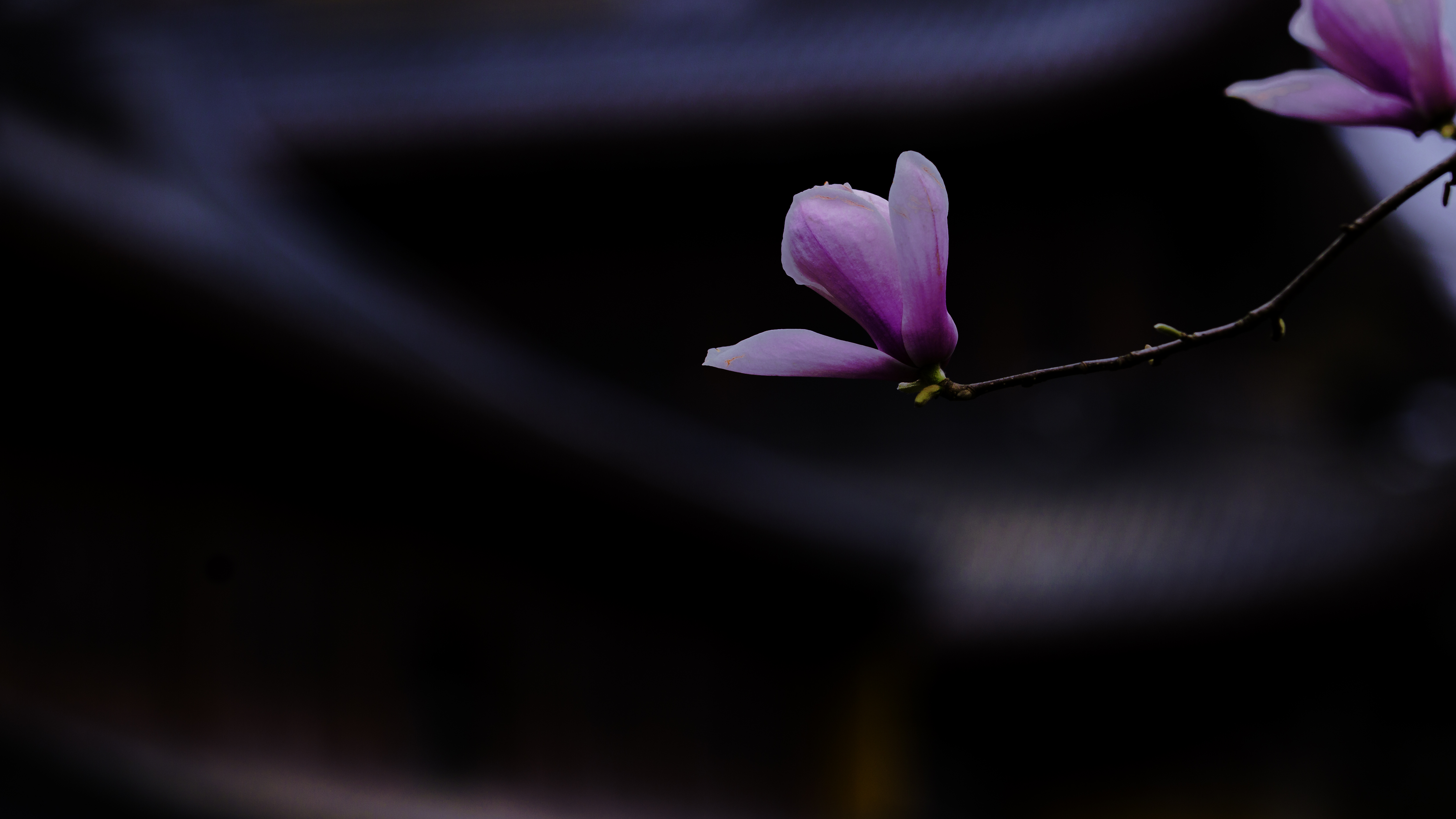 【一花一世界】