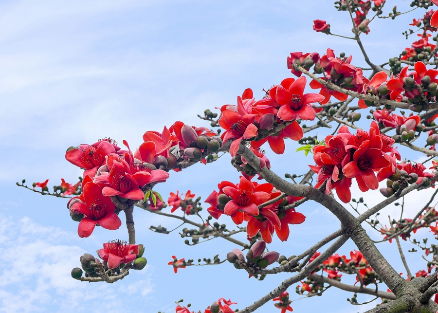 四月份,木棉花盛开,高大的老树上花红似火,远观近看,都是"落叶开花飞