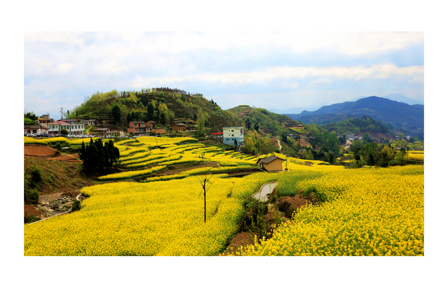 汉阴漩涡镇古梯田油菜花