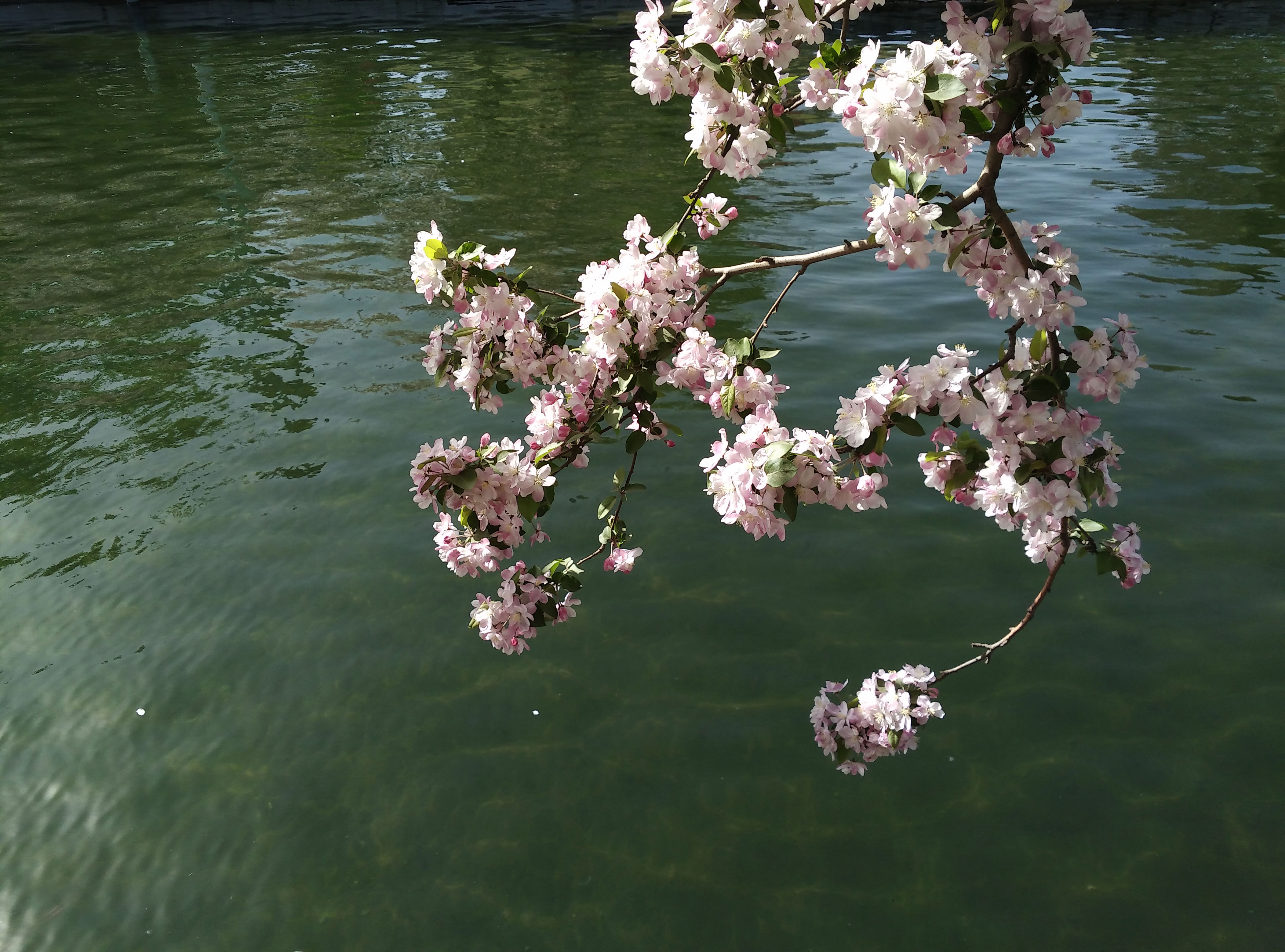 海棠花溪