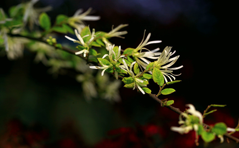 檵树·花开