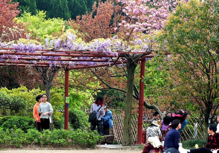 (通告实拍)上海市嘉定紫藤花已开(4月9日起)可以出发赏花啦!