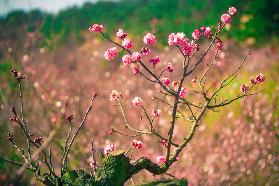阳春三月扬州的图片