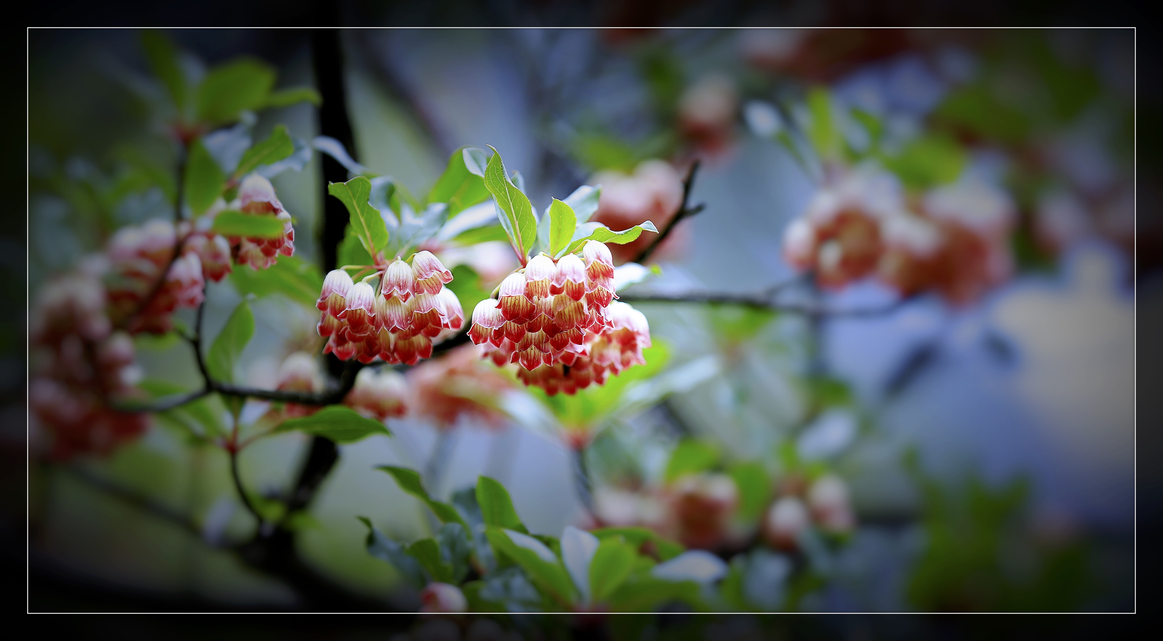 花非花