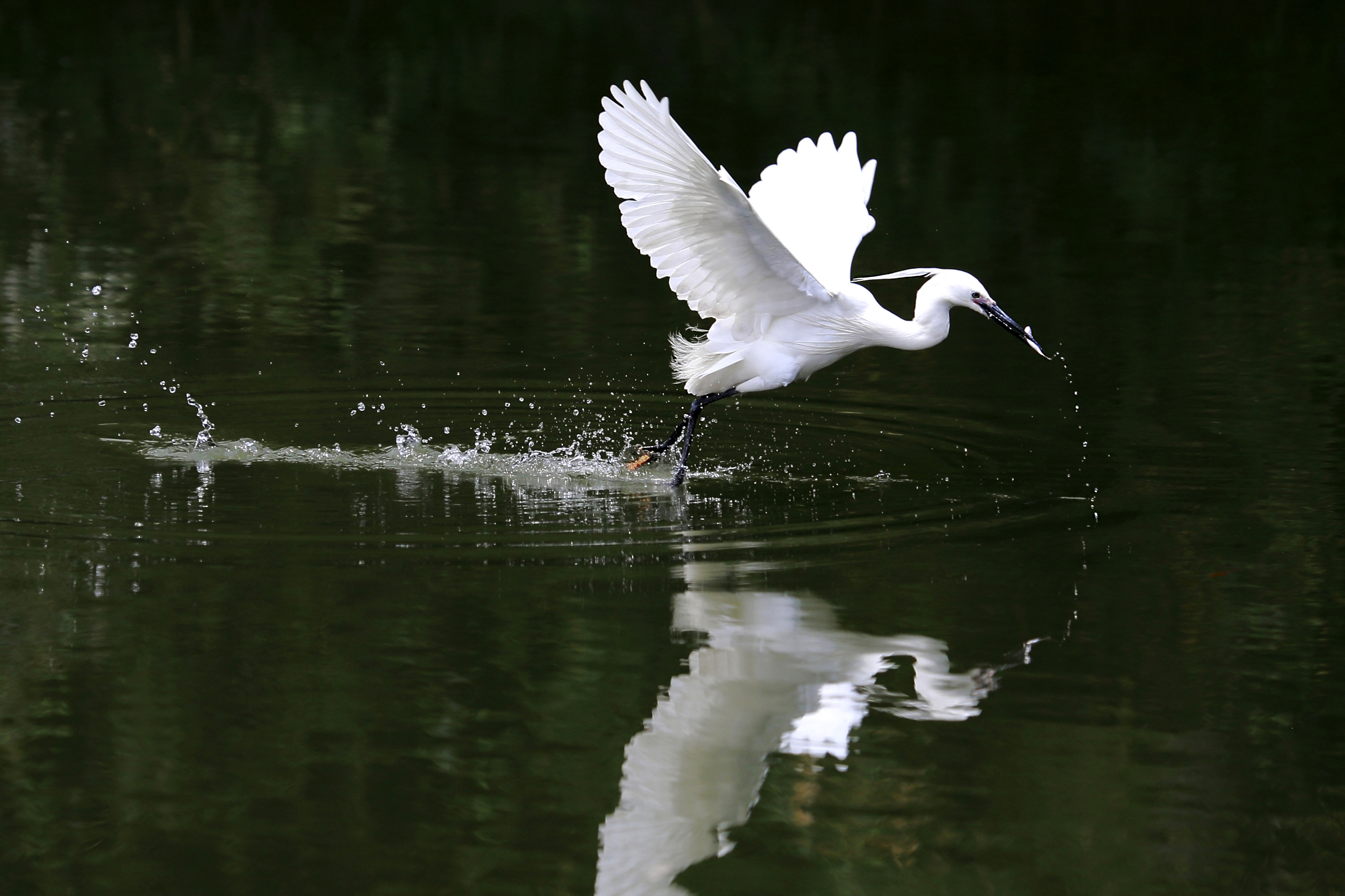 飞翔鹭鸟白天一只白鹭户外湖面飞翔摄影图配图高清摄影大图-千库网