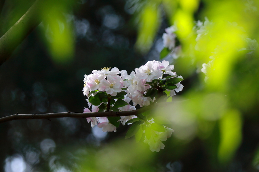 京城春色----花开花落 (共p)