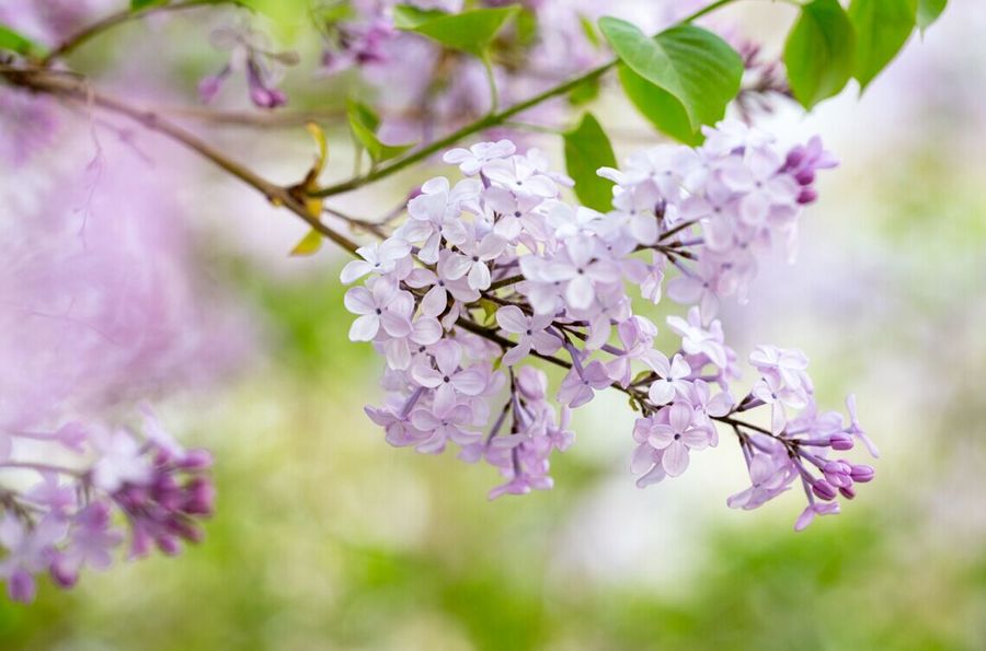 静静的美 丁香花