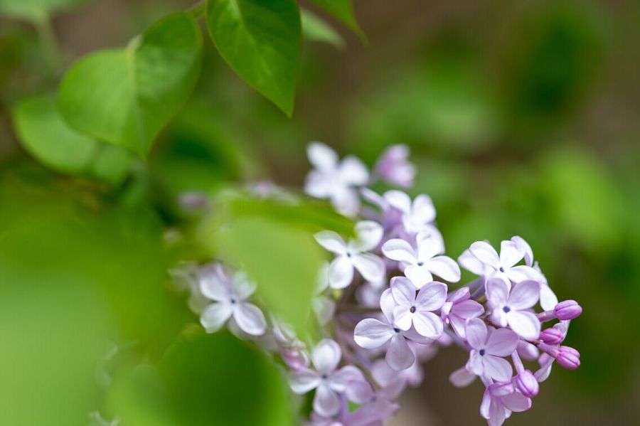 【静静的美 丁香花摄影图片】生态摄影_太平洋电脑网