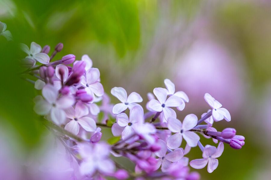 静静的美 丁香花