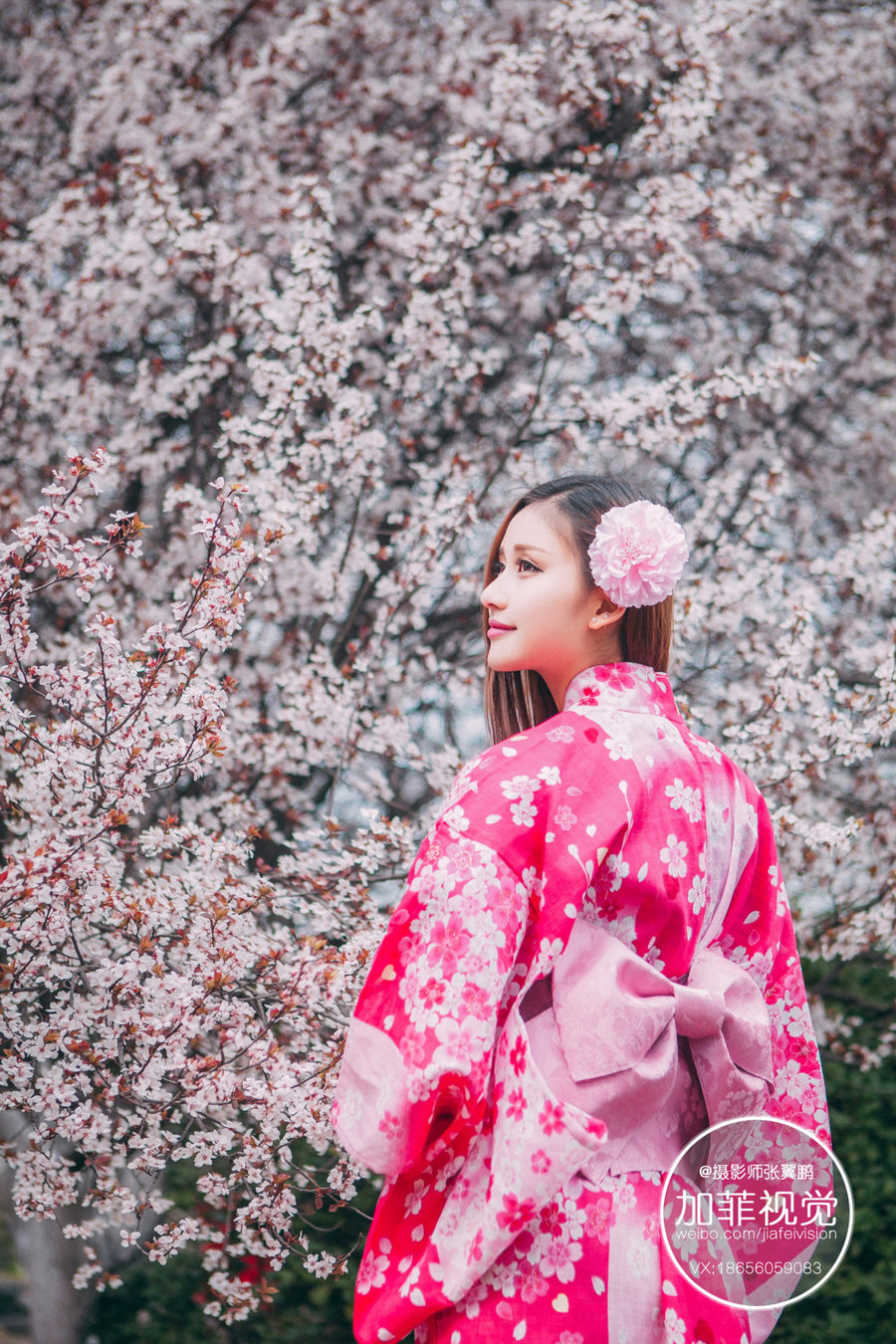 【加菲视觉 樱花和服