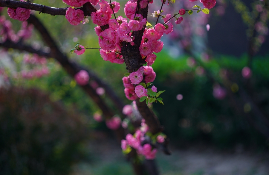 花开花落