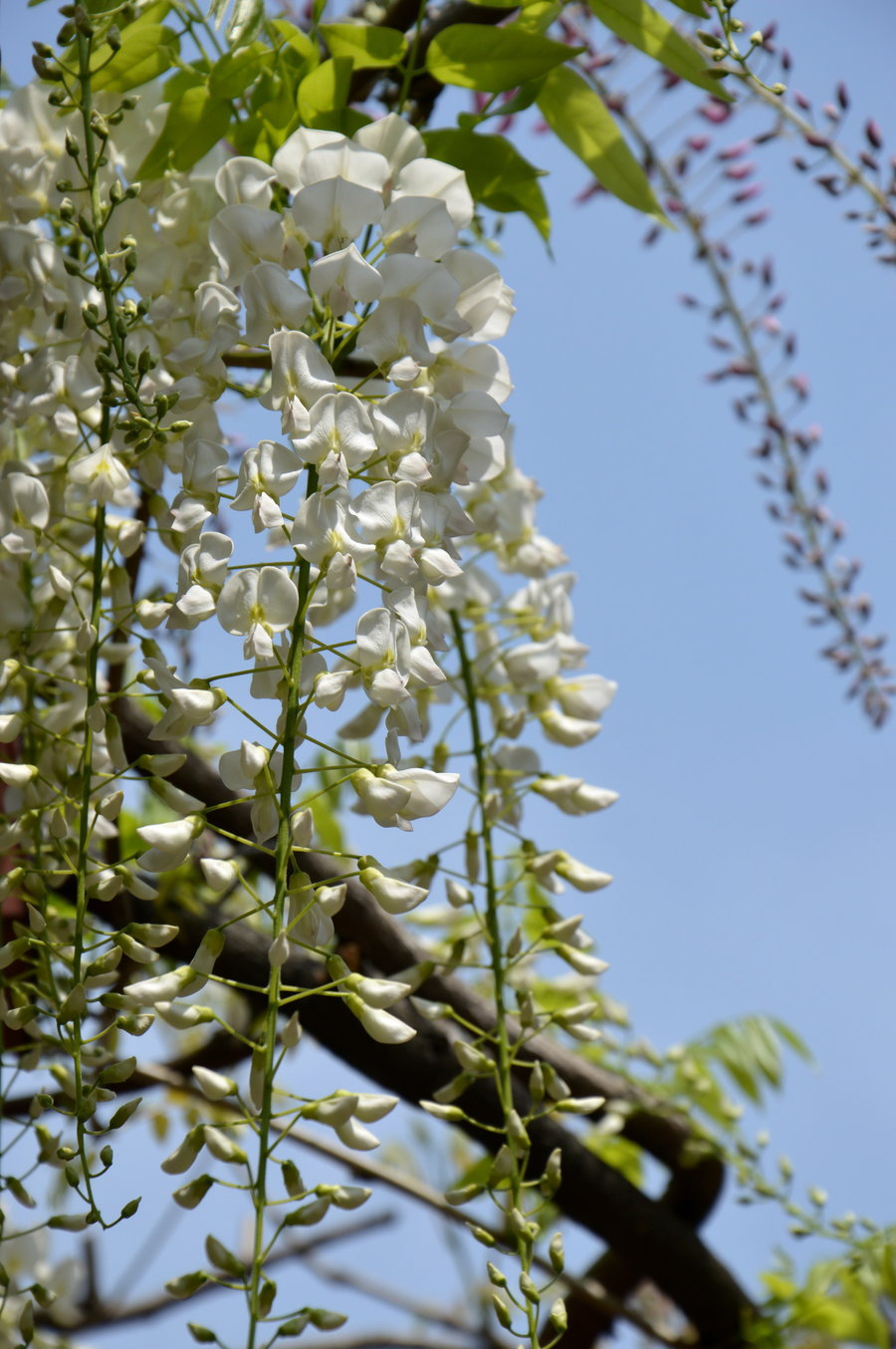 (纪实实拍组图)4月16日起你来嘉定拍紫藤花吗?